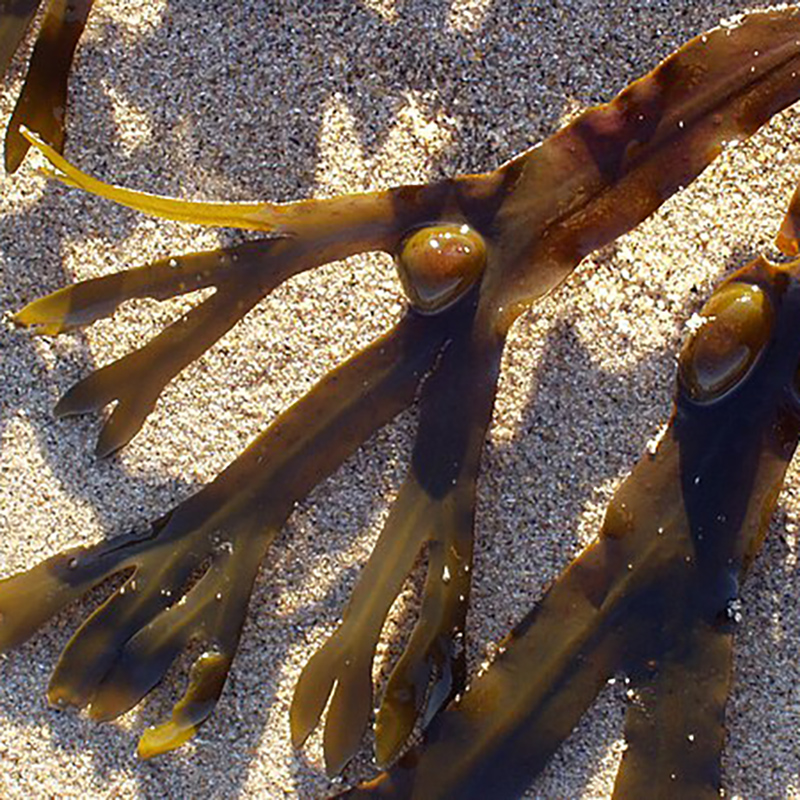 Rockweed Rockweed
