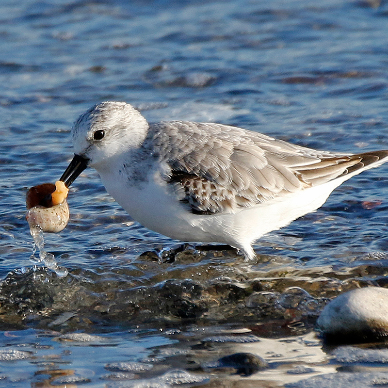 Sanderling Sanderling