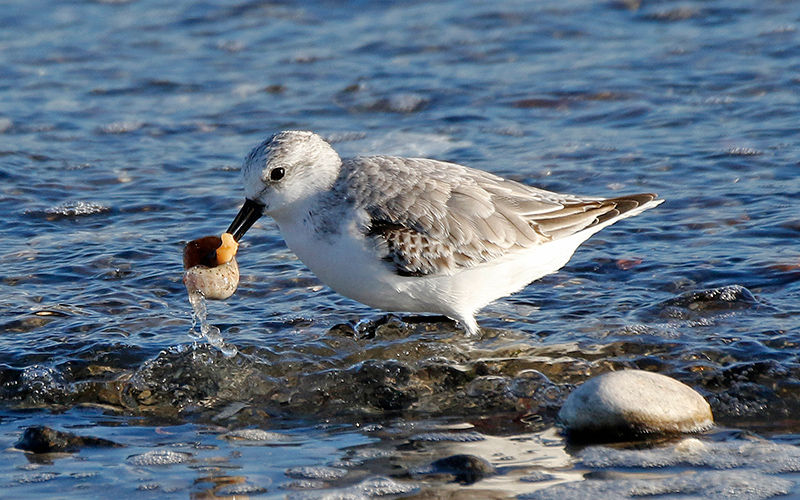 Sanderling Sanderling