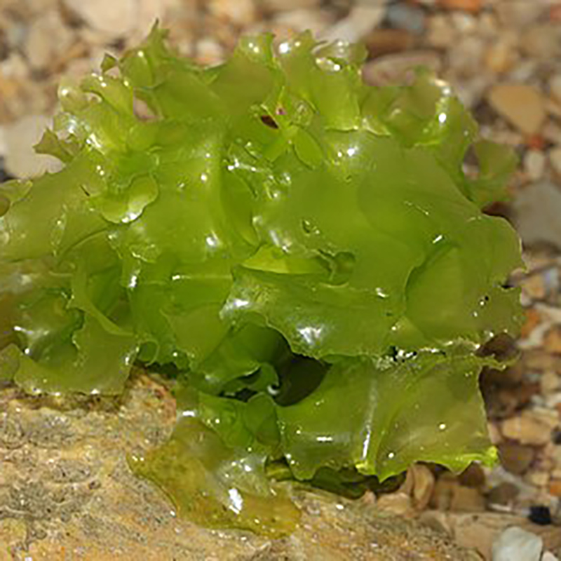 Sea Lettuce Sea Lettuce