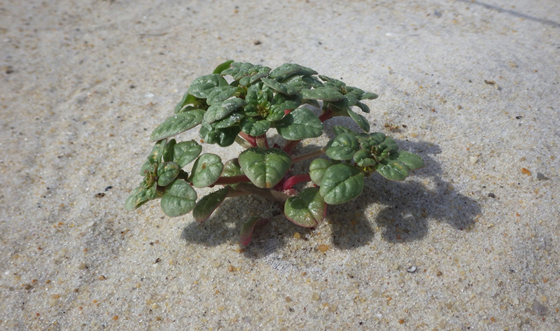 Seabeach Amaranth Seabeach Amaranth