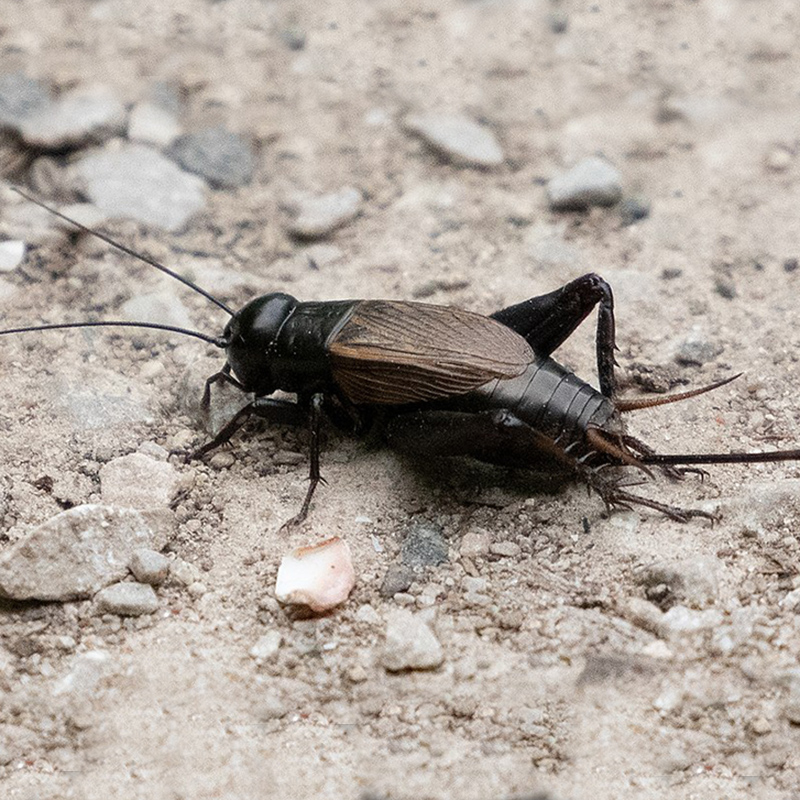 Spring / Fall Field Cricket Spring / Fall Field Cricket