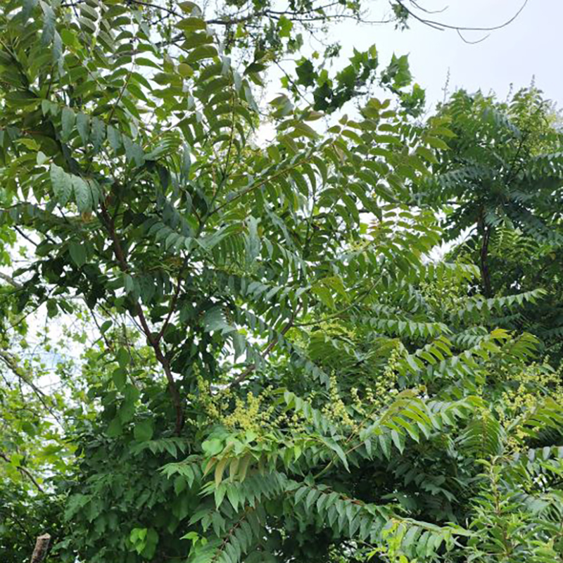 Tree of Heaven Tree of Heaven