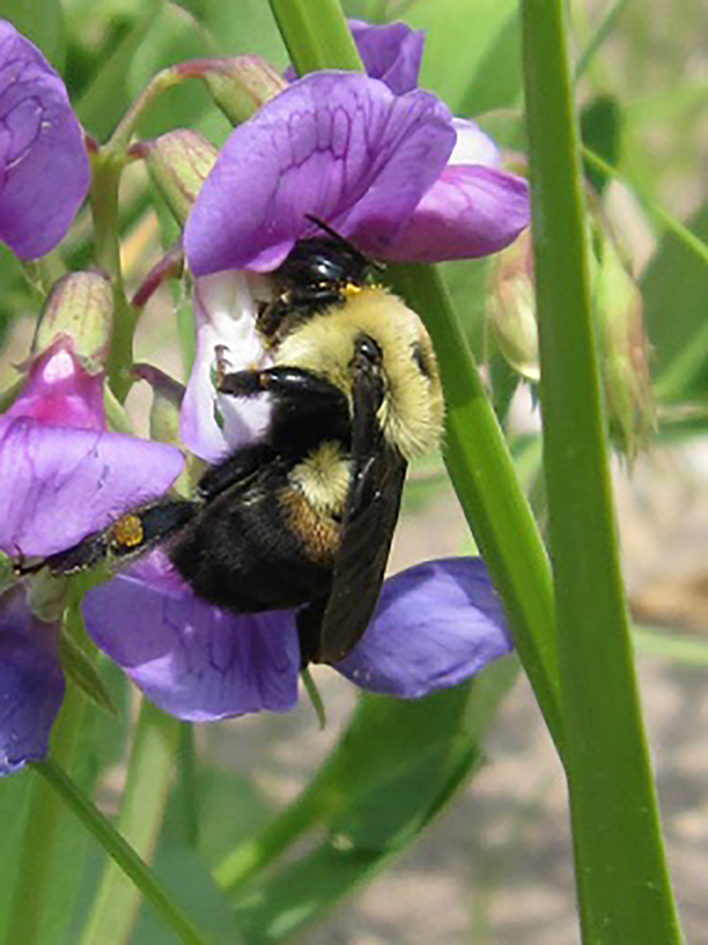 Brown-Belted Bumblebee Brown-Belted Bumblebee