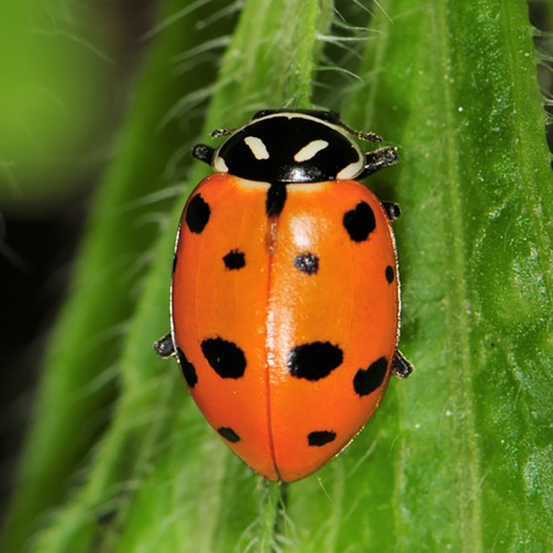 Convergent Lady Beetle Convergent Lady Beetle