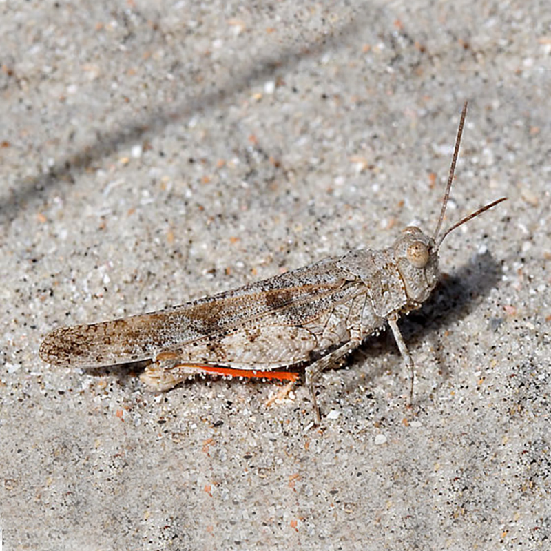 Seaside Grasshopper Seaside Grasshopper
