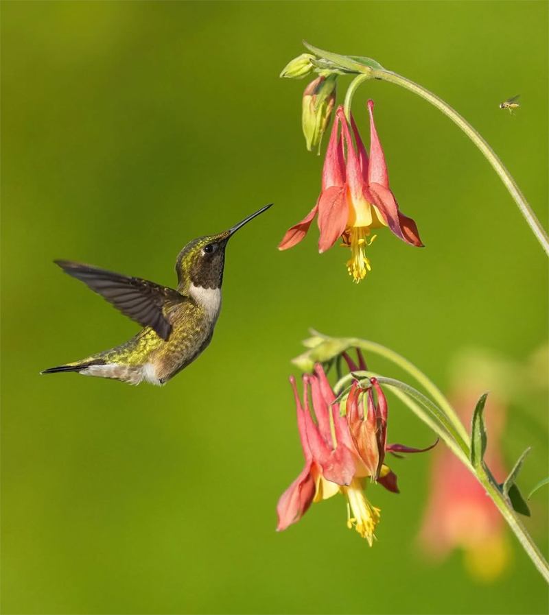 Ruby-Throated Hummingbird Ruby-Throated Hummingbird