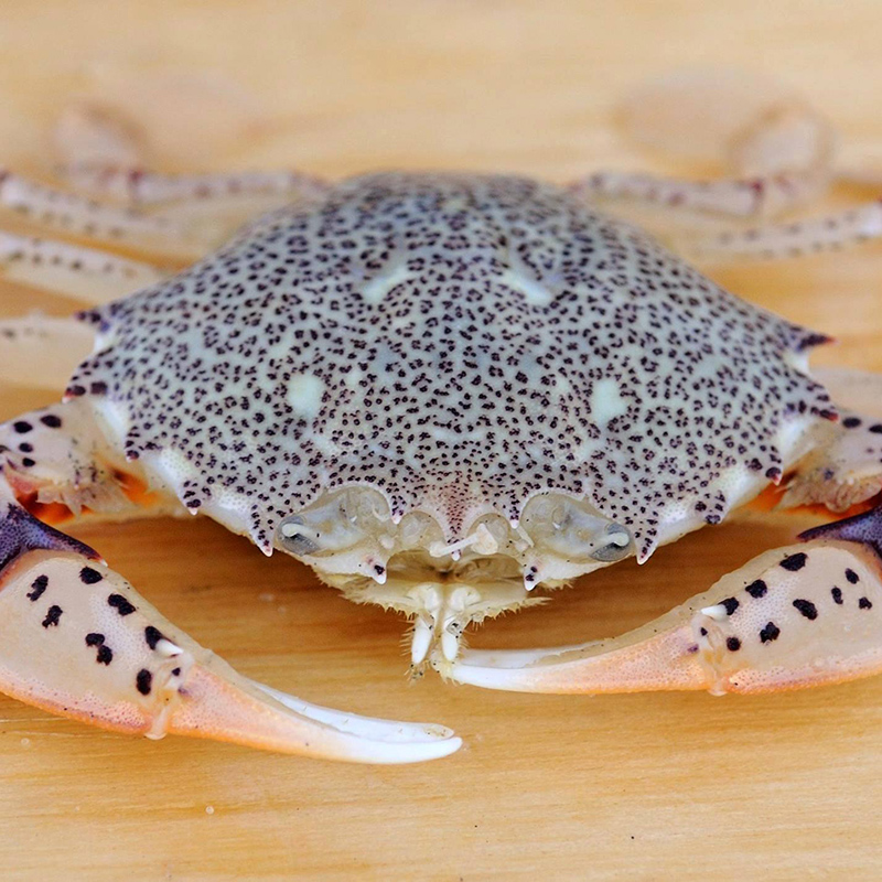 Lady Crab Lady Crab
