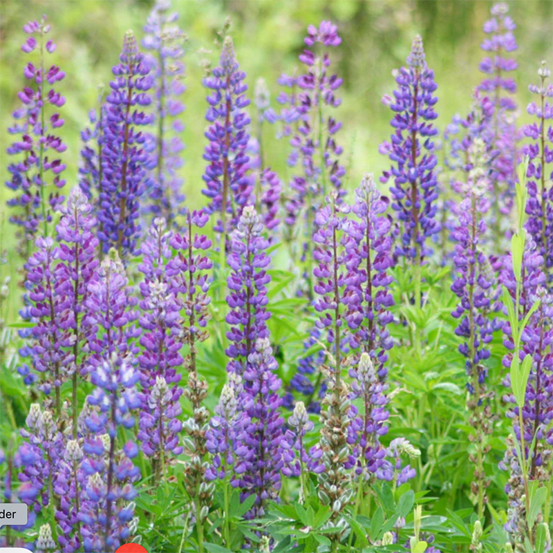 Wild Lupine