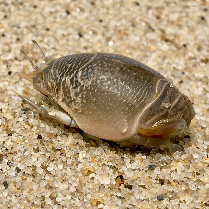 Atlantic Mole Crab Atlantic Mole Crab