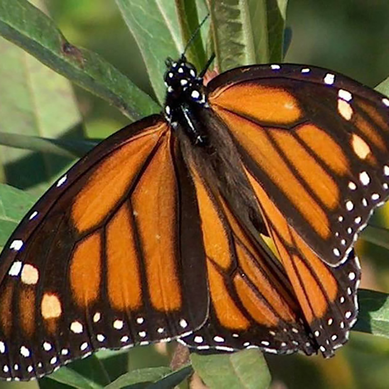 Monarch Butterfly Monarch Butterfly