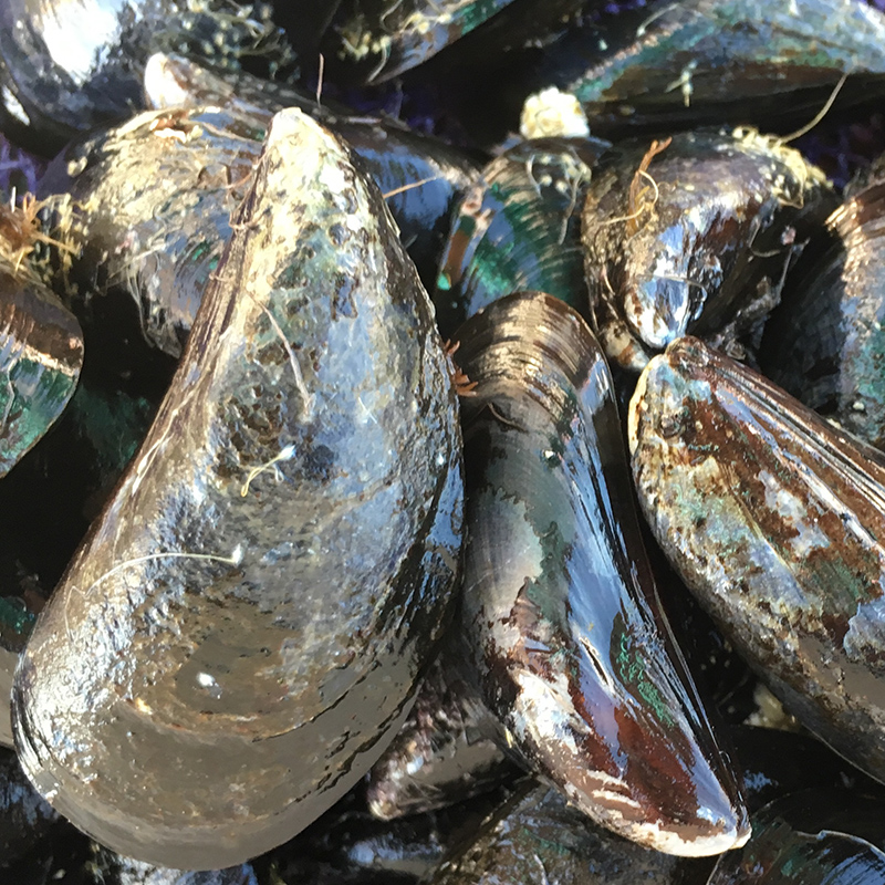 Blue Mussel Blue Mussel