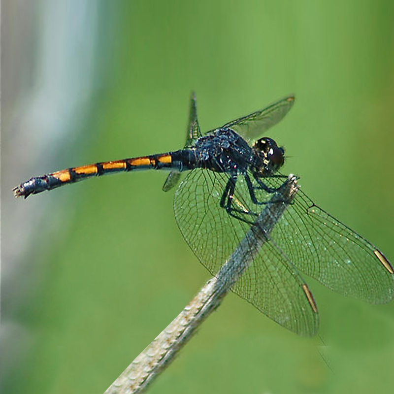 Seaside Dragonlet Seaside Dragonlet