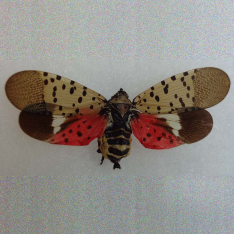 Spotted Lanternfly Spotted Lanternfly