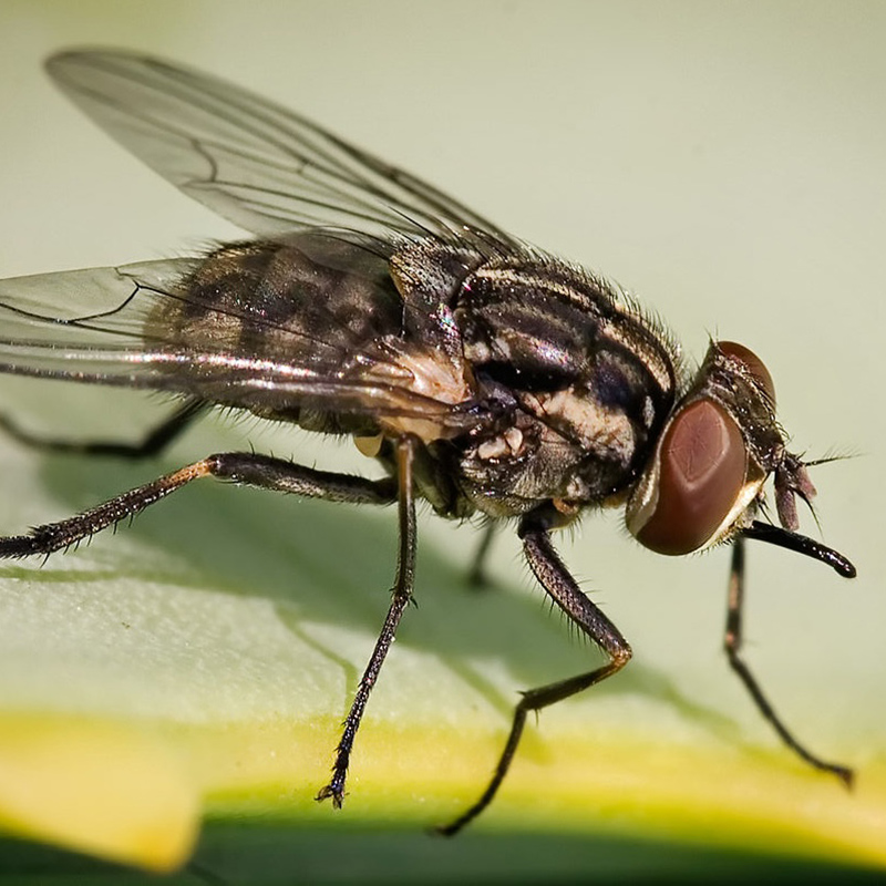 Stable Fly Stable Fly