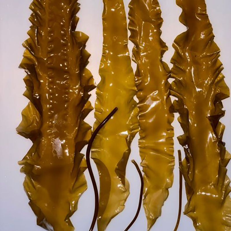 Sugar Kelp Sugar Kelp