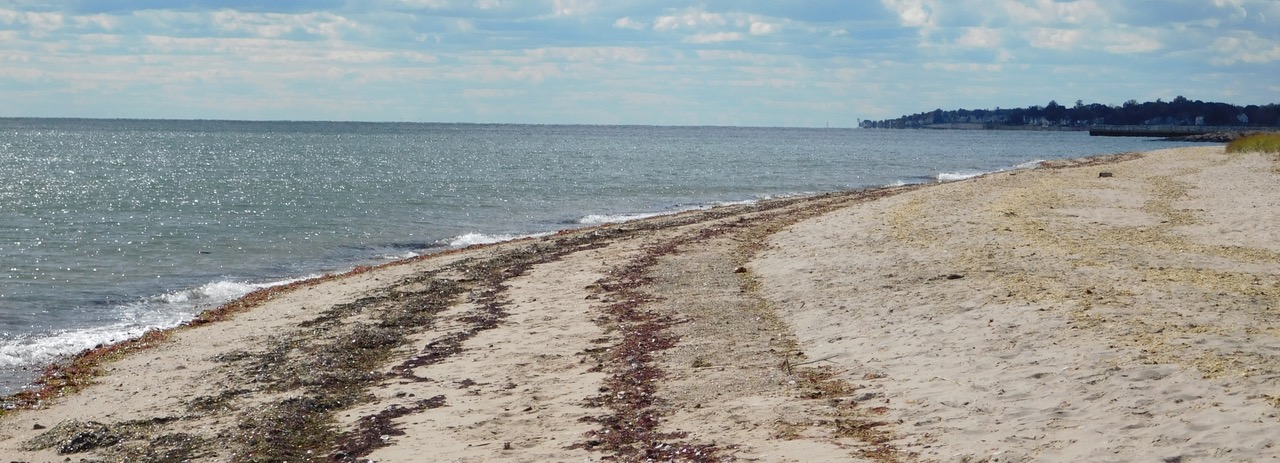 Wrack Line Wrack Line