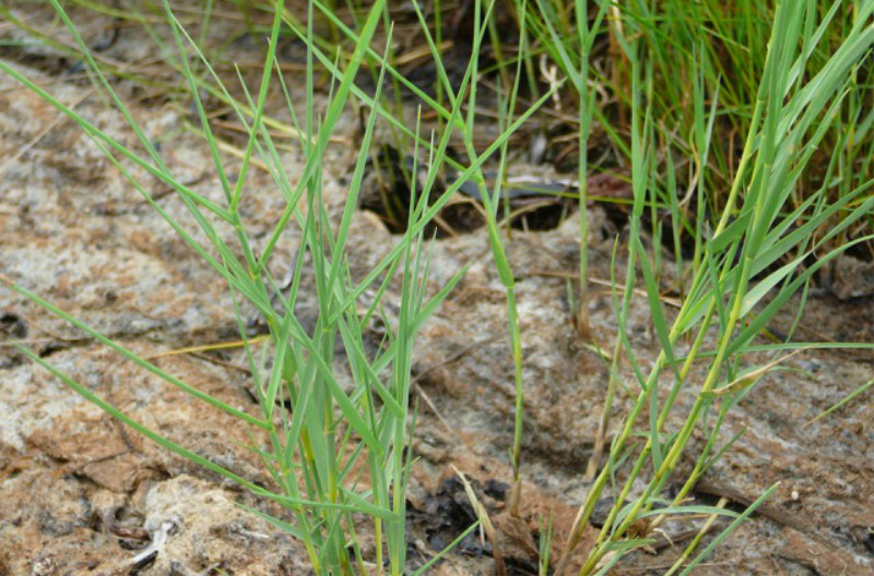 Spikegrass